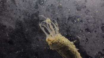 Media type: image;   Invertebrate Zoology 153512 Description: live specimen;